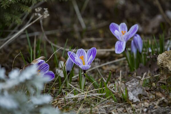 Farmecul violet al florilor de primăvară devreme încântă ochiul vizitatorilor Parcului Dendrariu. - Sputnik Moldova