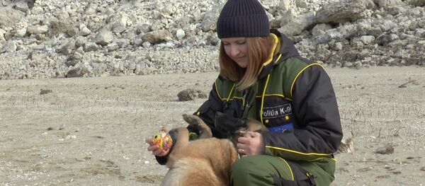 Необычная профессия для девушки: к чему привела любовь к собакам в детстве Необычная профессия для девушки: к чему привела любовь к собакам в детстве - Sputnik Молдова