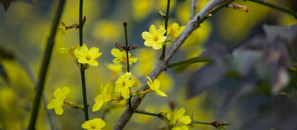 Весна в дендрарии: цветы распустились раньше времени. Весна в дендрарии: цветы распустились раньше времени. - Sputnik Moldova-România