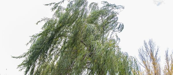 Copac дерево - Sputnik Moldova