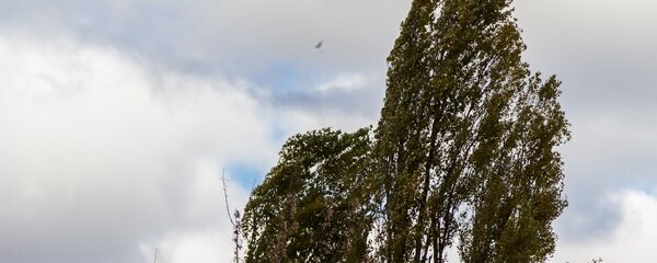 Copac  дерево - Sputnik Молдова