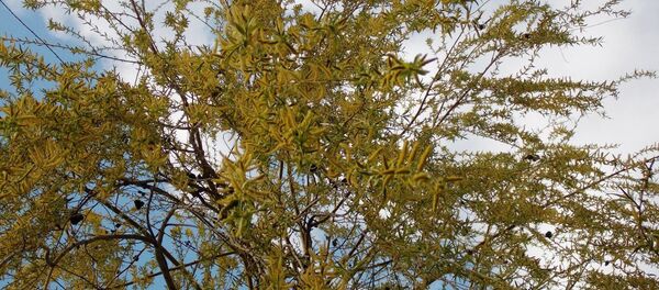 Salcie - Sputnik Moldova