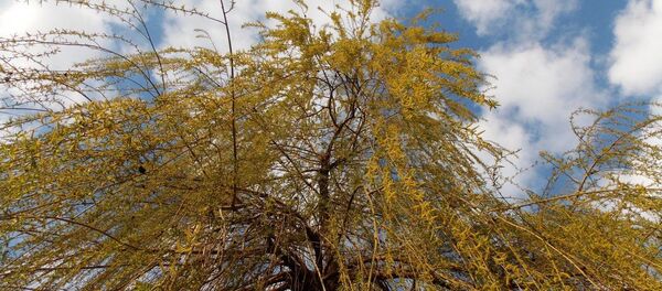 Salcie Salcie - Sputnik Moldova