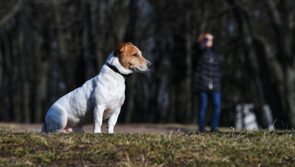 Собака в парке - Sputnik Молдова