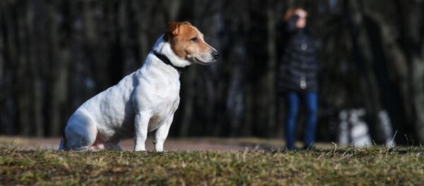 Собака в парке - Sputnik Молдова