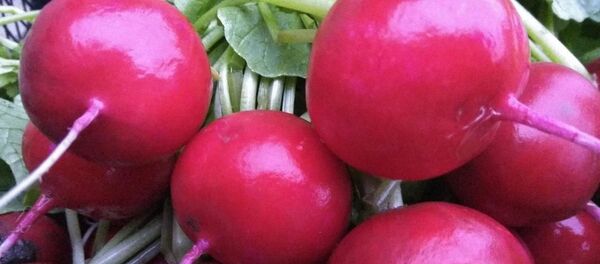 Ridiche crescută la Copceac, Ceadîr-Lunga - Sputnik Moldova