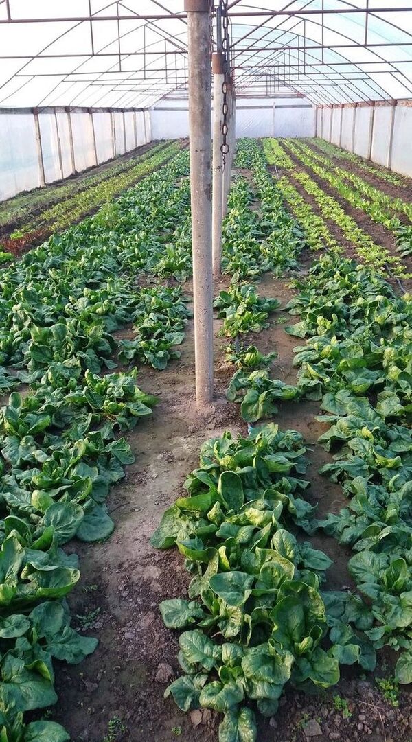 Legume și verdețuri la ușa ta: Când nu poți merge la piață - iată soluția Legume și verdețuri la ușa ta: Când nu poți merge la piață - iată soluția - Sputnik Moldova