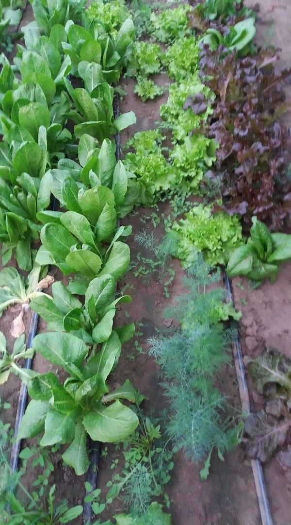 Legume și verdețuri la ușa ta: Când nu poți merge la piață - iată soluția Legume și verdețuri la ușa ta: Când nu poți merge la piață - iată soluția - Sputnik Moldova