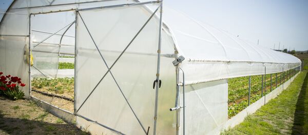 Plantație de căpșune în satul Copanca, Căușeni Plantație de căpșune în satul Copanca, Căușeni - Sputnik Moldova