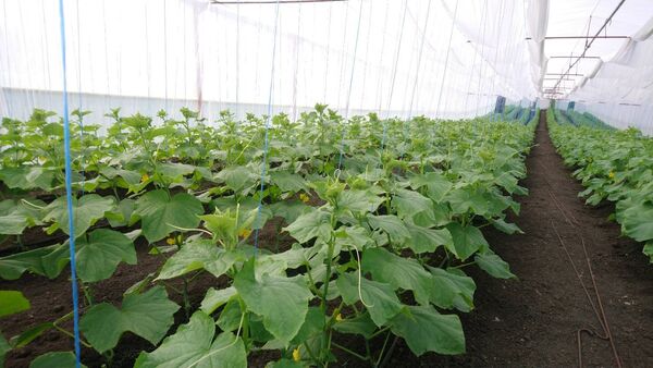 Producătorii agricoli, în impas: Nu știu ce vor face cu legumele crescute în sere - Foto Producătorii agricoli, în impas: Nu știu ce vor face cu legumele crescute în sere - Foto - Sputnik Moldova