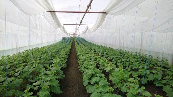 Producătorii agricoli, în impas: Nu știu ce vor face cu legumele crescute în sere - Foto Producătorii agricoli, în impas: Nu știu ce vor face cu legumele crescute în sere - Foto - Sputnik Moldova