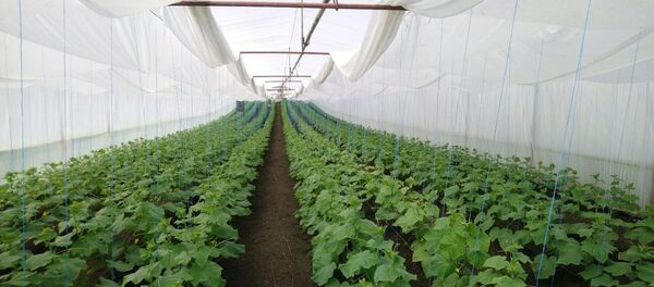 Plantație de castraveți în seră - Sputnik Молдова