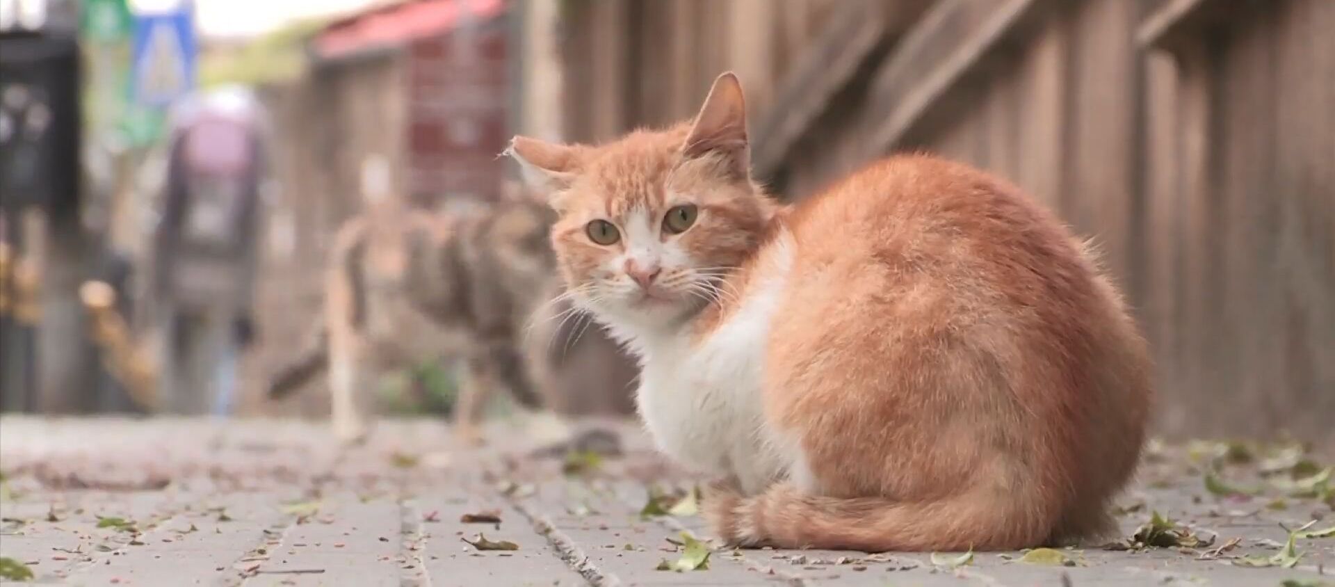 Правда или миф: переносят ли коты коронавирус? - Sputnik Молдова, 1920, 05.04.2020