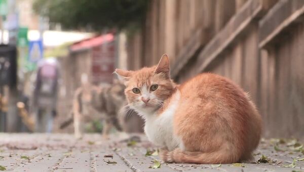 Правда или миф: переносят ли коты коронавирус? - Sputnik Молдова