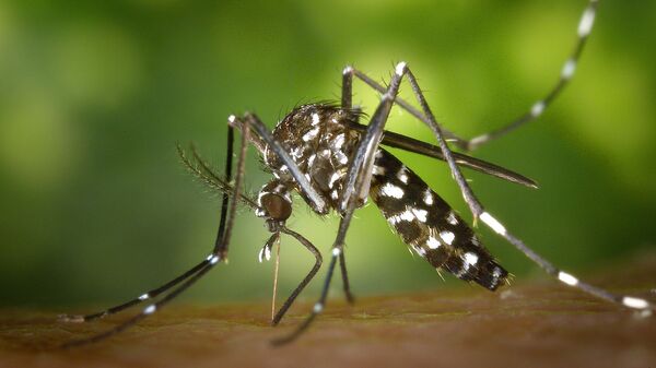 В Европе распространяется опасный вирус. Ученые винят агрессивных комаров - Sputnik Молдова