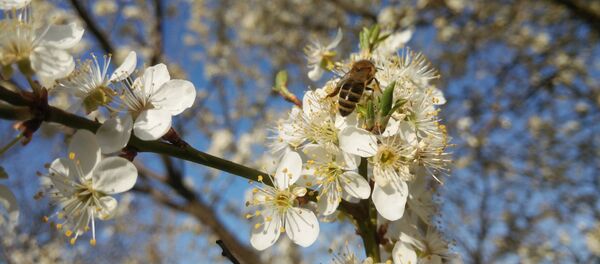 Primăvara весна Primăvara весна - Sputnik Moldova-România