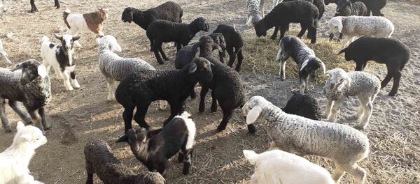 Stâna din satul Pietrosu, raionul Fălești - Sputnik Moldova