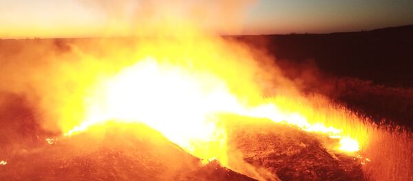 Лесной пожар в Чернобыльской зоне - Sputnik Молдова