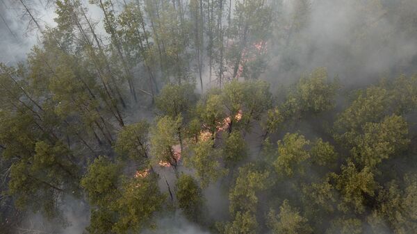 Лесной пожар в Чернобыльской зоне - Sputnik Moldova