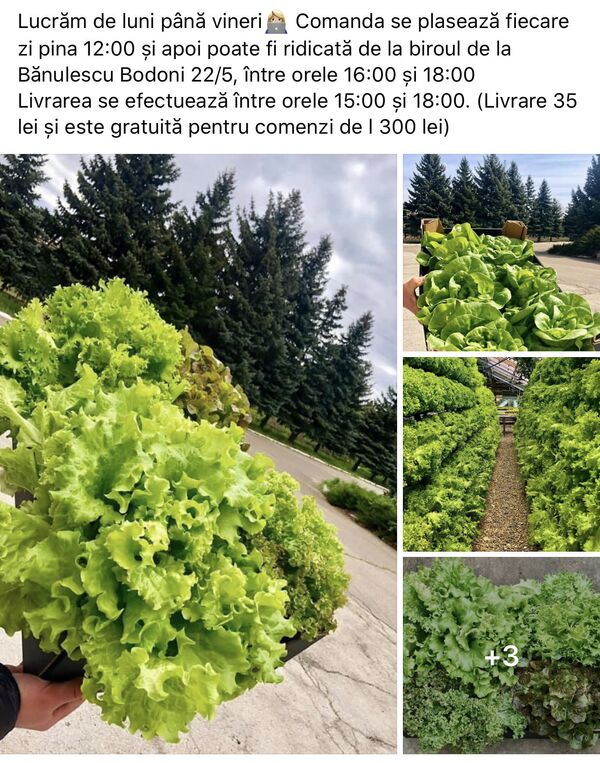 Piața s-a mutat pe Facebook: Producătorii autohtoni propun o gamă largă de produse Piața s-a mutat pe Facebook: Producătorii autohtoni propun o gamă largă de produse - Sputnik Moldova