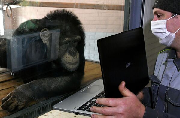 Зоолог Олег Кокарев показывает шимпанзе Анфисе фотографии на ноутбуке в парке флоры и фауны Роев ручей в Красноярске - Sputnik Молдова