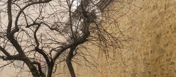 Copac uscat - Sputnik Moldova