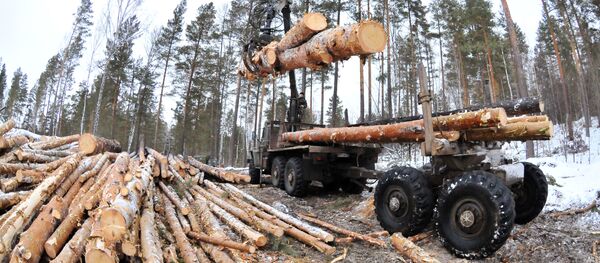 Tăieri de pădure - Sputnik Moldova-România