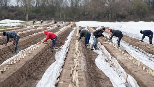 Muncitorii sezonieri recoltează sparanghel la o fermă din vestul Germaniei - Sputnik Moldova-România