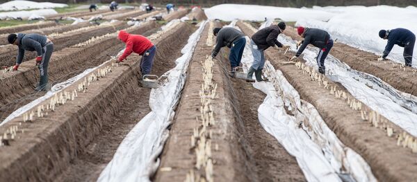 Muncitorii sezonieri recoltează sparanghel la o fermă din vestul Germaniei - Sputnik Moldova-România