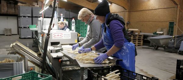 Muncitorii sortează sparanghelul Muncitorii sortează sparanghelul - Sputnik Moldova-România