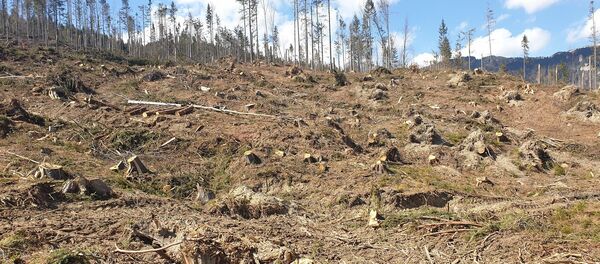 Copaci tăiați. Ministerul Mediului - România - Sputnik Moldova-România