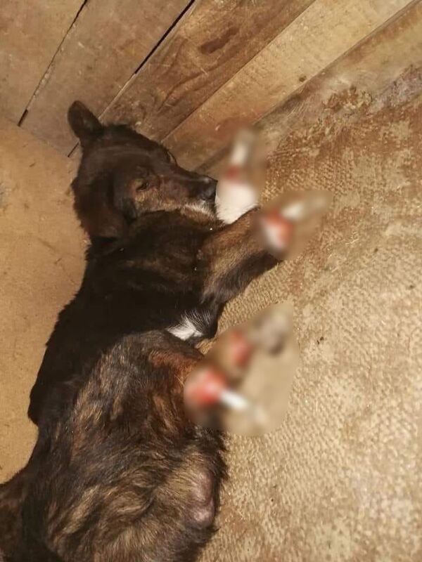 Примэрия Кишинева просит полицию найти тех, кто отрезал лапы живой собаке Примэрия Кишинева просит полицию найти тех, кто отрезал лапы живой собаке - Sputnik Молдова