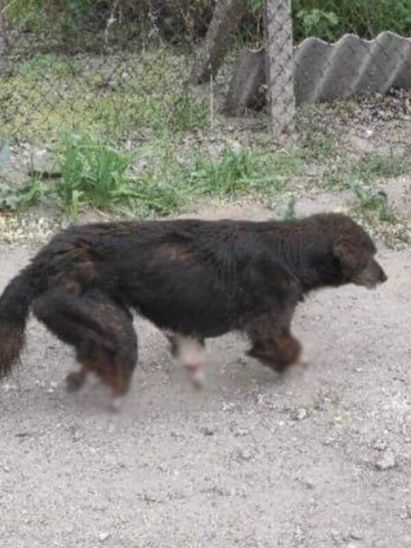 Примэрия Кишинева просит полицию найти тех, кто отрезал лапы живой собаке Примэрия Кишинева просит полицию найти тех, кто отрезал лапы живой собаке - Sputnik Молдова