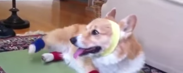 Корги занимается аэробикой - Sputnik Молдова