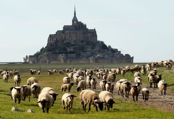 Овцы пасутся возле опустевшего острова-замка Мон-Сен-Мишель в Нормандии, Франция - Sputnik Молдова