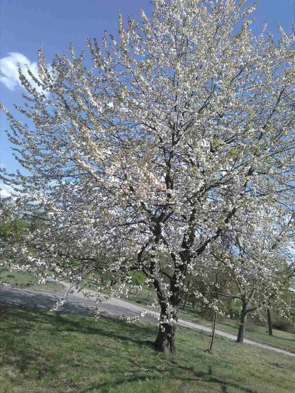 Parcul Dendrariu este în ”carantină”, însă nu și natura de aici: Ce fac acum angajații Parcul Dendrariu este în ”carantină”, însă nu și natura de aici: Ce fac acum angajații - Sputnik Moldova