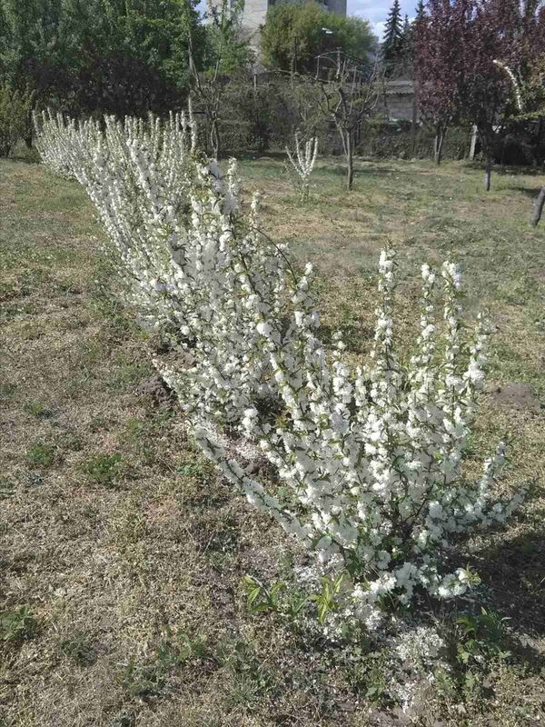 Parcul Dendrariu este în ”carantină”, însă nu și natura de aici: Ce fac acum angajații Parcul Dendrariu este în ”carantină”, însă nu și natura de aici: Ce fac acum angajații - Sputnik Moldova