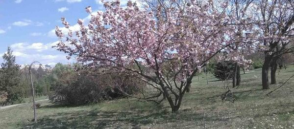  Parcul “Dendrariu” - Sputnik Moldova