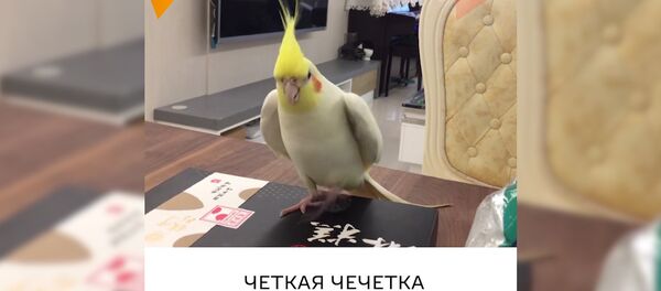 Четкая чечетка от попугая Тоторо Четкая чечетка от попугая Тоторо - Sputnik Молдова