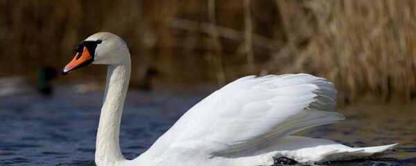 Zona RAMSAR „Nistrul de Jos” - Sputnik Moldova