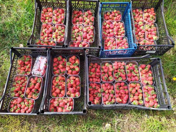 Delicii costisitoare: De ce căpșunile moldovenești sunt mai scumpe decât cele de import Delicii costisitoare: De ce căpșunile moldovenești sunt mai scumpe decât cele de import - Sputnik Moldova