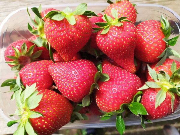 Delicii costisitoare: De ce căpșunile moldovenești sunt mai scumpe decât cele de import Delicii costisitoare: De ce căpșunile moldovenești sunt mai scumpe decât cele de import - Sputnik Moldova
