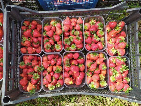 Delicii costisitoare: De ce căpșunile moldovenești sunt mai scumpe decât cele de import Delicii costisitoare: De ce căpșunile moldovenești sunt mai scumpe decât cele de import - Sputnik Moldova