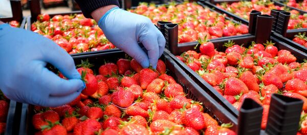 Урожай клубники - Sputnik Молдова