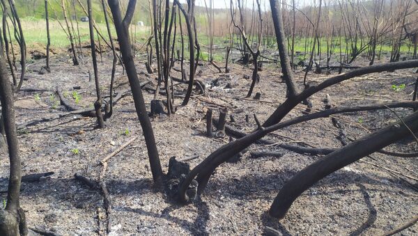 Incendieri de vegetație în raioanele Ungheni și Călărași - Sputnik Moldova