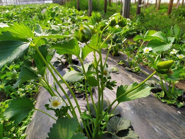 Delicii costisitoare: De ce căpșunile moldovenești sunt mai scumpe decât cele de import Delicii costisitoare: De ce căpșunile moldovenești sunt mai scumpe decât cele de import - Sputnik Moldova