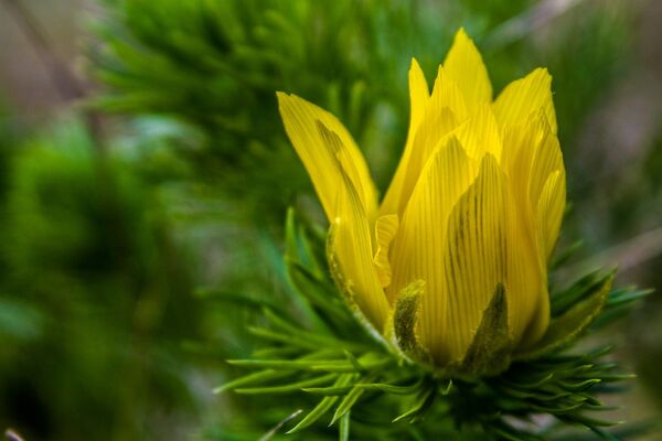 Главный Ботанический сад: под жестким карантином и после его смягчения - фото Главный Ботанический сад: под жестким карантином и после его смягчения - фото - Sputnik Молдова