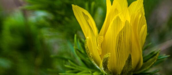 Экспонат Ботанического сада в Кишиневе Экспонат Ботанического сада в Кишиневе - Sputnik Молдова