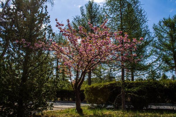 Главный Ботанический сад: под жестким карантином и после его смягчения - фото Главный Ботанический сад: под жестким карантином и после его смягчения - фото - Sputnik Молдова