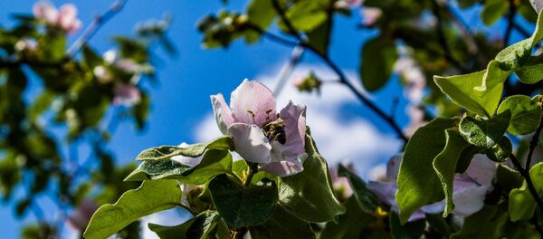 Цветущее дерево - Sputnik Молдова